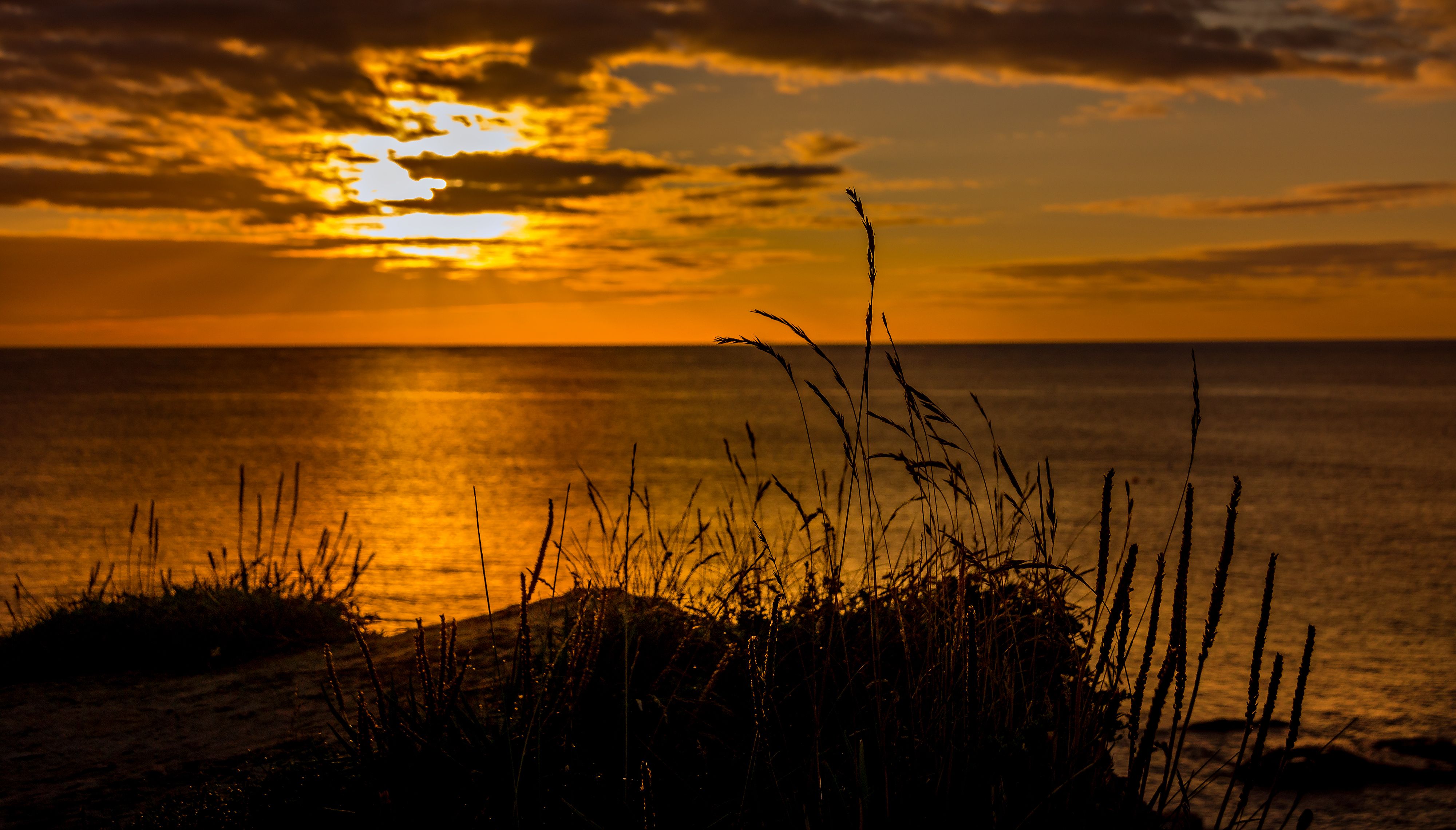 Silhouette of Rushes on Sea Shore at Sunset · Free Stock Photo