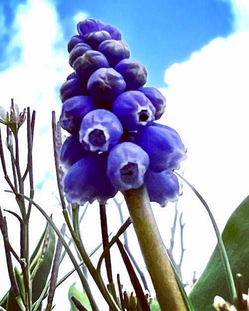 Gratis stockfoto met blauwe druifjes, gewone druivenhyacinten, voorjaar