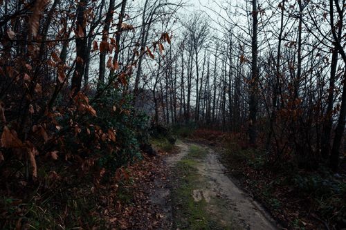 Free A tranquil dirt road winds through an autumn forest, creating a scenic rural landscape. Stock Photo