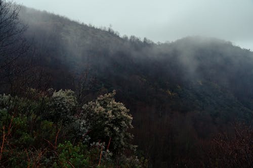 Immagine gratuita di alberi, cloud, collina