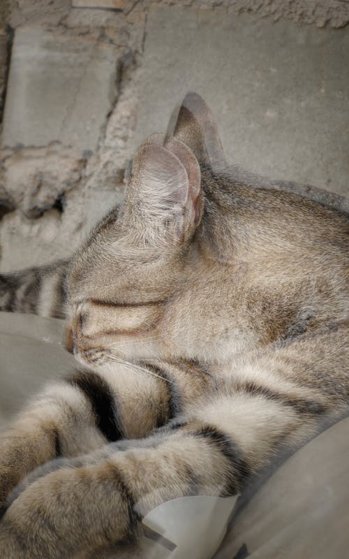 A cat sleeping on a couch