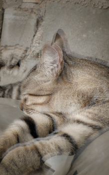 A tabby cat peacefully sleeping indoors, showcasing its serene nature.