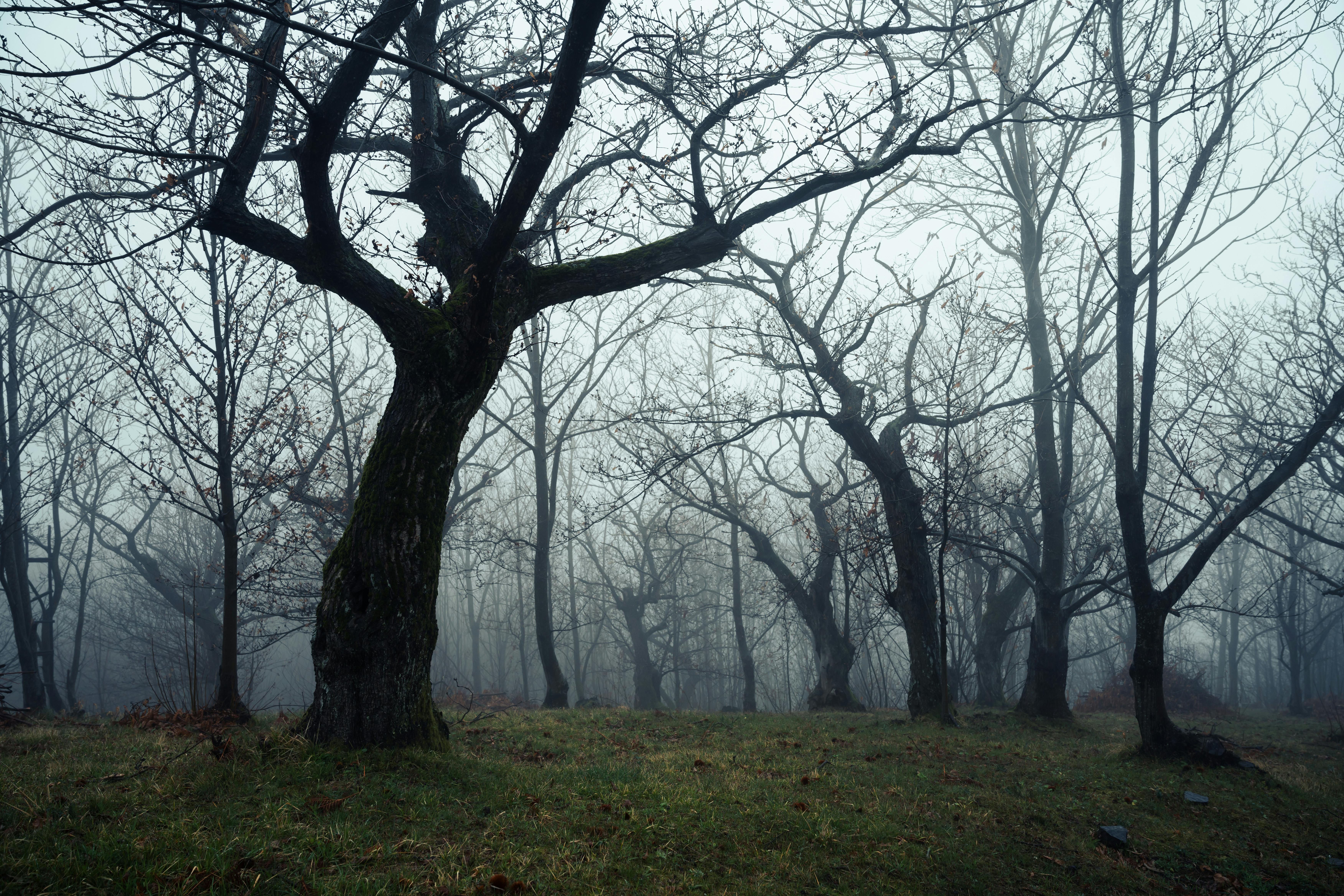 Mysterious fog envelops a forest of bare trees creating an eerie autumn landscape.