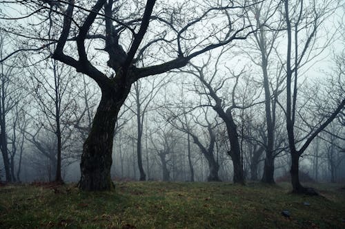 A foggy forest with trees and no people
