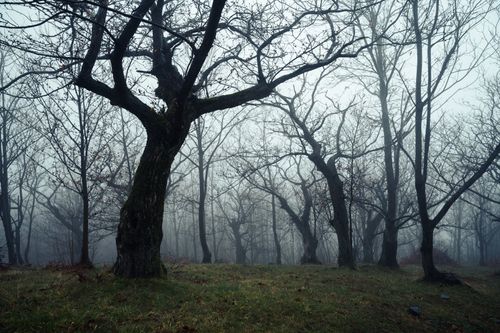 Free Mysterious fog envelops a forest of bare trees creating an eerie autumn landscape. Stock Photo