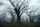 scary forest