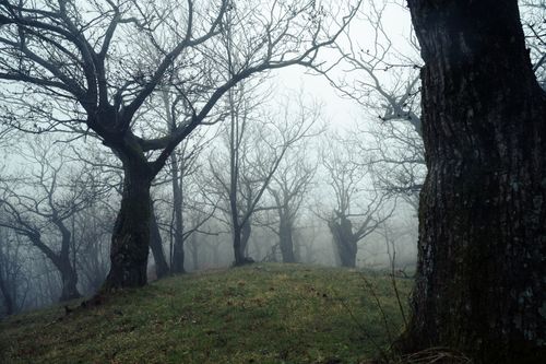 Free A foggy forest with bare trees creating a mysterious and eerie atmosphere. Stock Photo