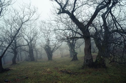 Free Eerie misty forest scene with bare trees in autumn creating a mysterious atmosphere. Stock Photo