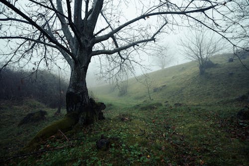 A tree in the middle of a foggy field