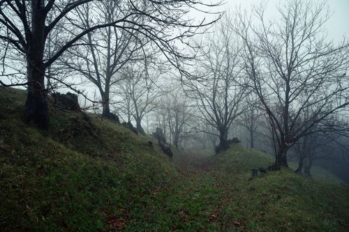 Free Foggy forest trail lined with bare winter trees in a serene, misty atmosphere. Stock Photo
