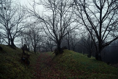 Free Moody autumn landscape with fog and bare trees on a rural path. Stock Photo