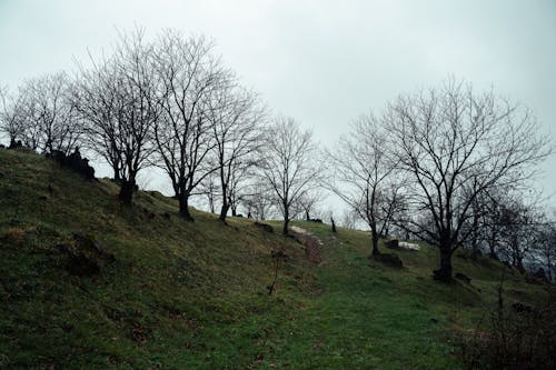 下落, 公園, 冬季 的 免费素材图片