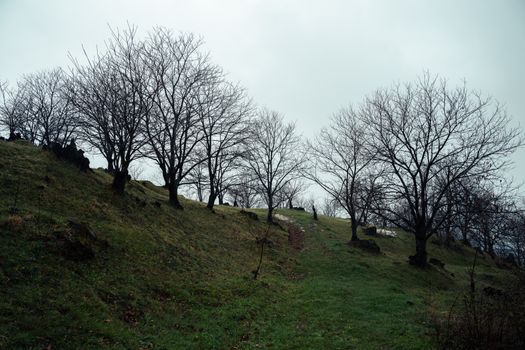 A serene hillside with bare trees against an overcast sky in a rural setting.