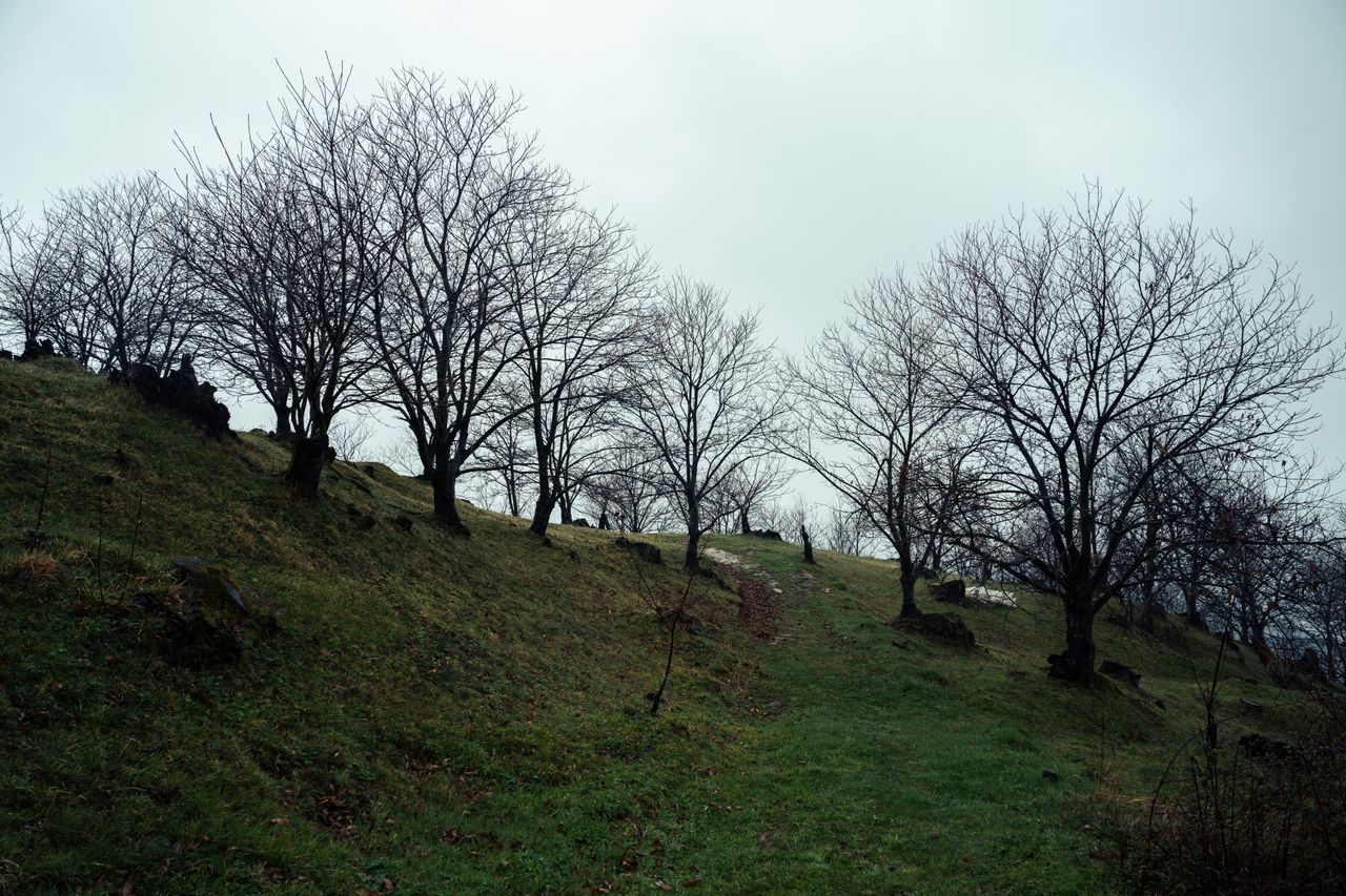 a serene hillside with bare trees against an overcast sky in a rural s