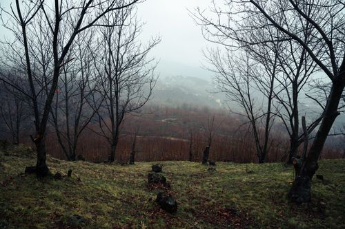 Free A misty rural landscape with bare trees and rolling hills in autumn. Stock Photo