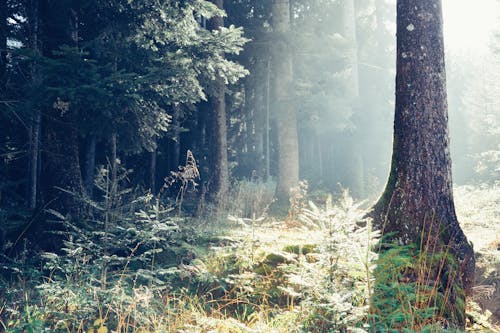 Základová fotografie zdarma na téma bujný, glade, les
