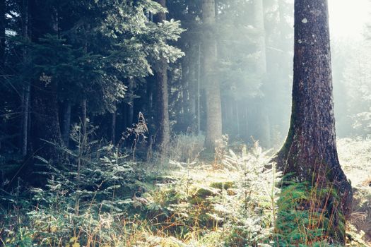 Peaceful forest glade illuminated by gentle sunlight, showcasing lush green plants and trees.