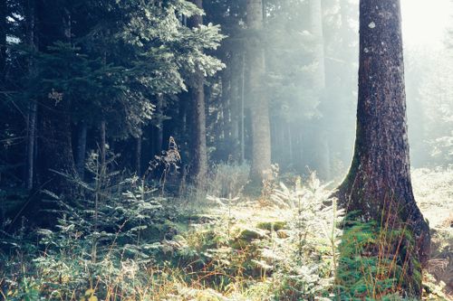 Free Peaceful forest glade illuminated by gentle sunlight, showcasing lush green plants and trees. Stock Photo