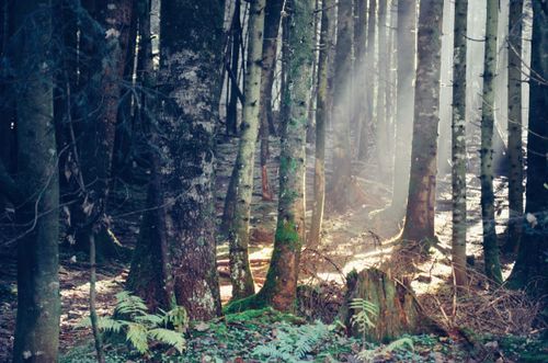 Free Beautiful sunlit forest scene with rays of sunlight streaming through lush green trees. Stock Photo