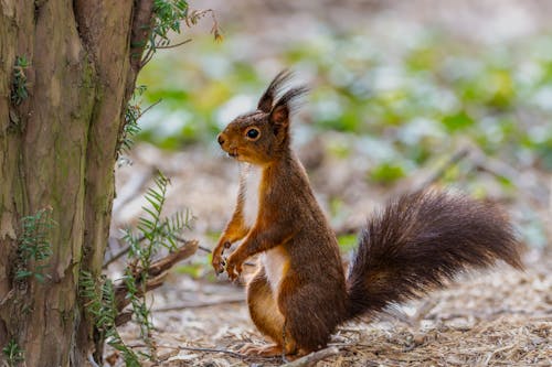 A squirrel is standing in front of a tree