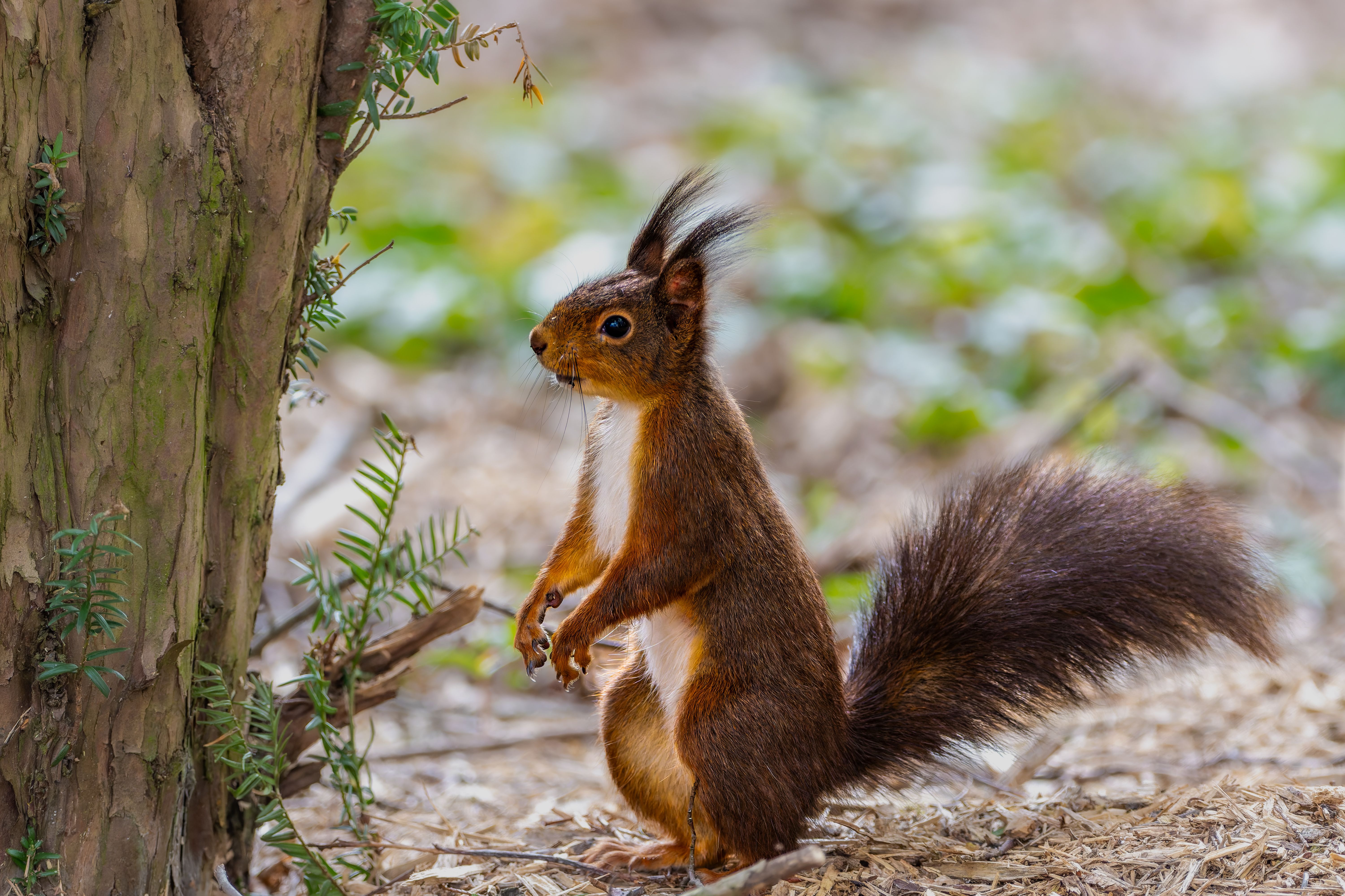 A squirrel is standing in front of a tree · Free Stock Photo