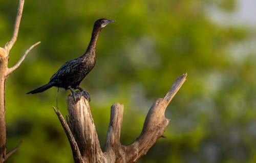 A bird is perched on a tree branch