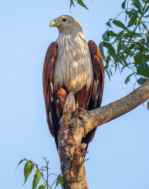 Free Close-up of a Brahminy Kite perched on a tree branch against a clear blue sky. Stock Photo