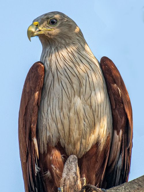 Free Close-up of a majestic eagle perched against a clear blue sky, showcasing its striking plumage. Stock Photo