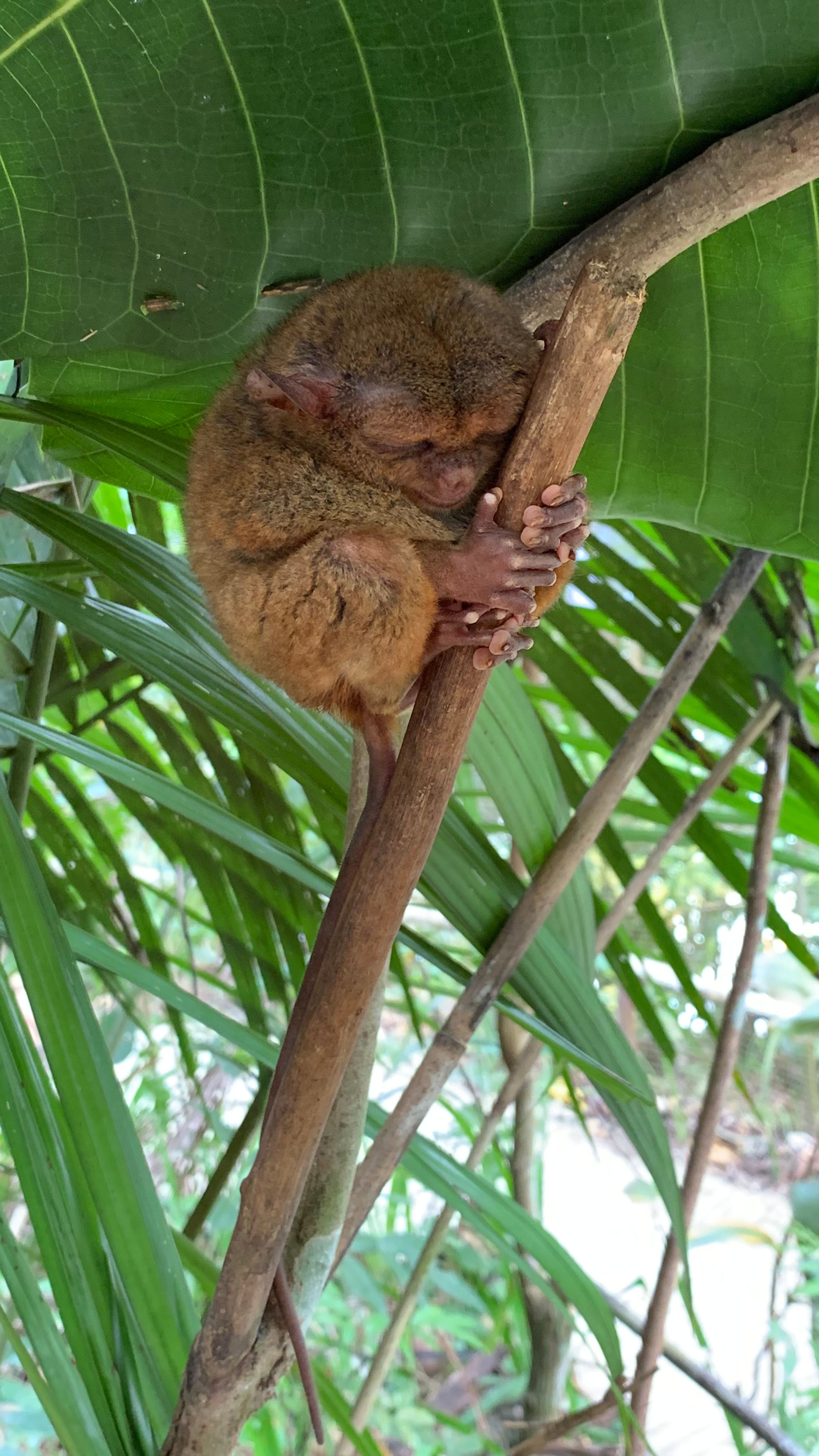 Tarsier on Tree · Free Stock Photo