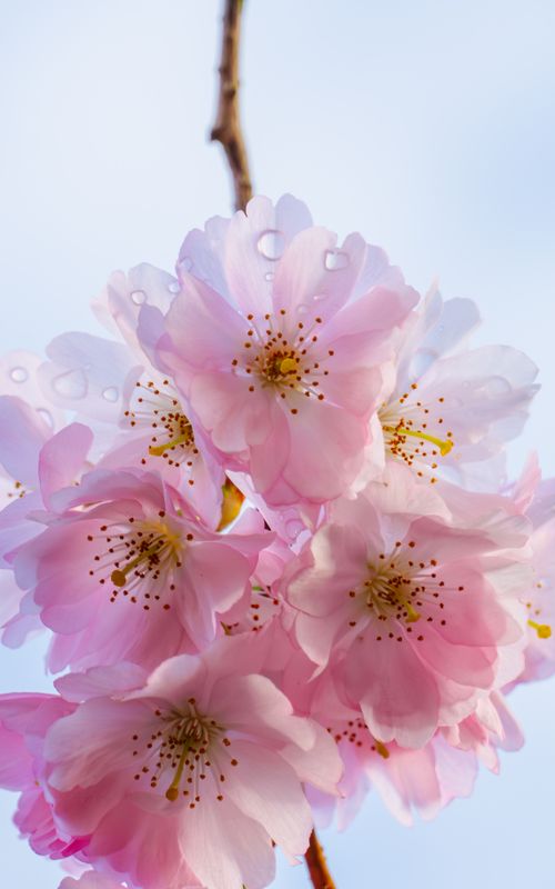 Free Delicate pink cherry blossoms in full bloom capture the essence of spring. Stock Photo