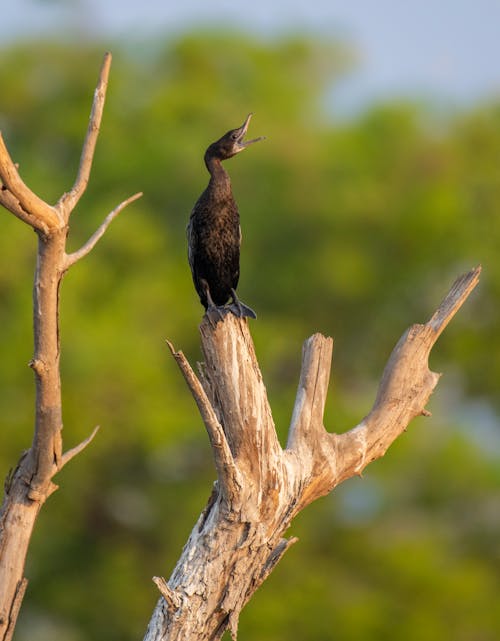 A bird is perched on top of a dead tree