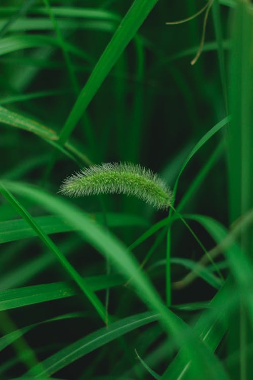 A close up of a grassy plant with a small flower