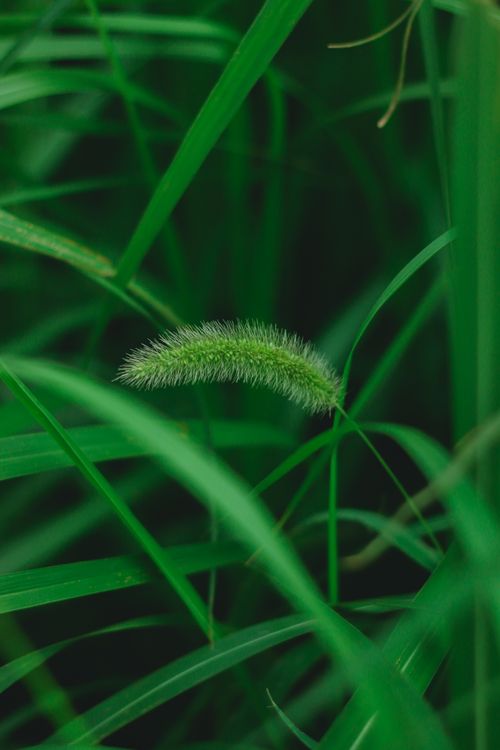 Free A detailed close-up of vibrant green foxtail grass blades, showcasing nature's organic beauty. Stock Photo
