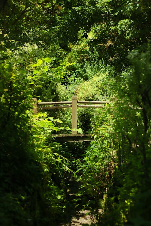 A wooden bridge over a stream in the woods
