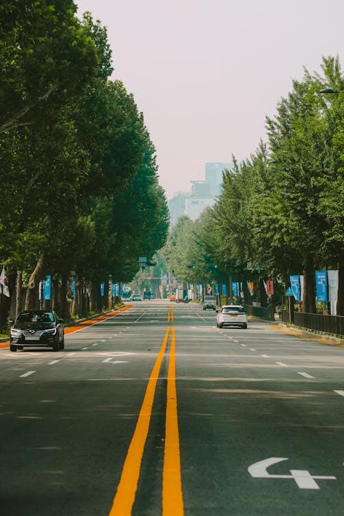 A road with trees and yellow lines