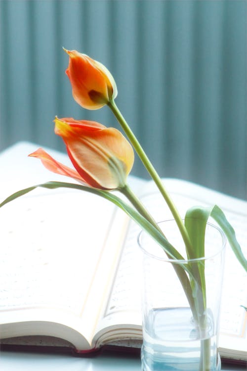 Ảnh lưu trữ miễn phí về bắn dọc, Hoa tulip, lãng mạn