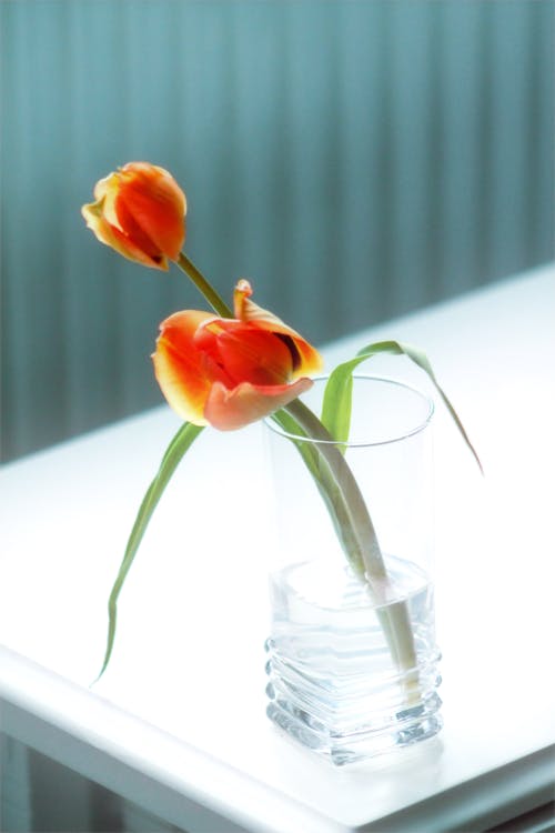 A vase with two orange tulips in it