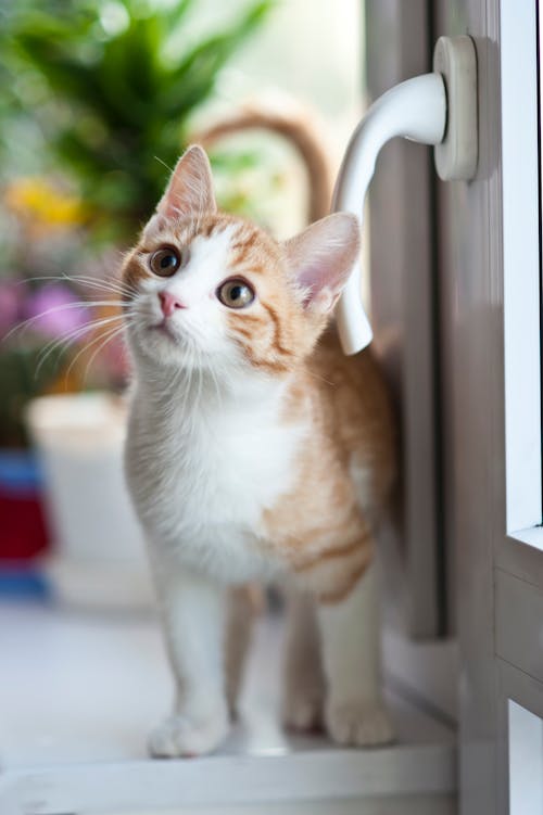 Orange Tabby Katze Nahe Fenster