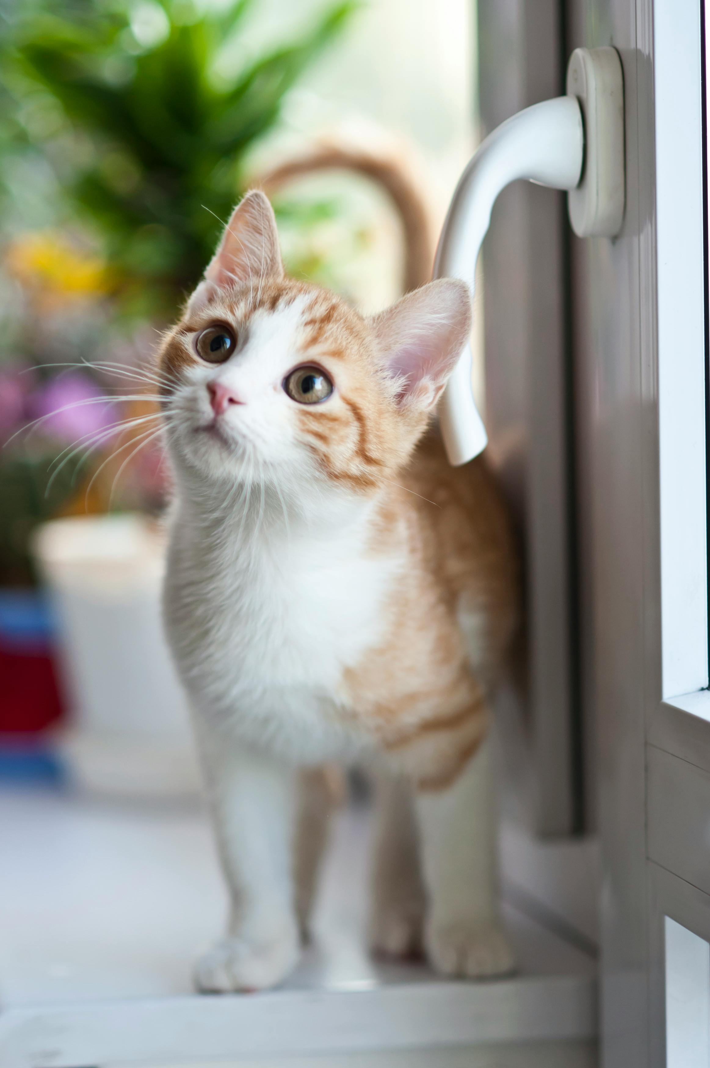 116,353 Cute Cat Stock Photos, High-Res Pictures, and Images - Getty Images