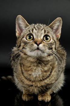 黑色背景下，一只可爱的虎斑猫正坐着，大眼睛的特写镜头