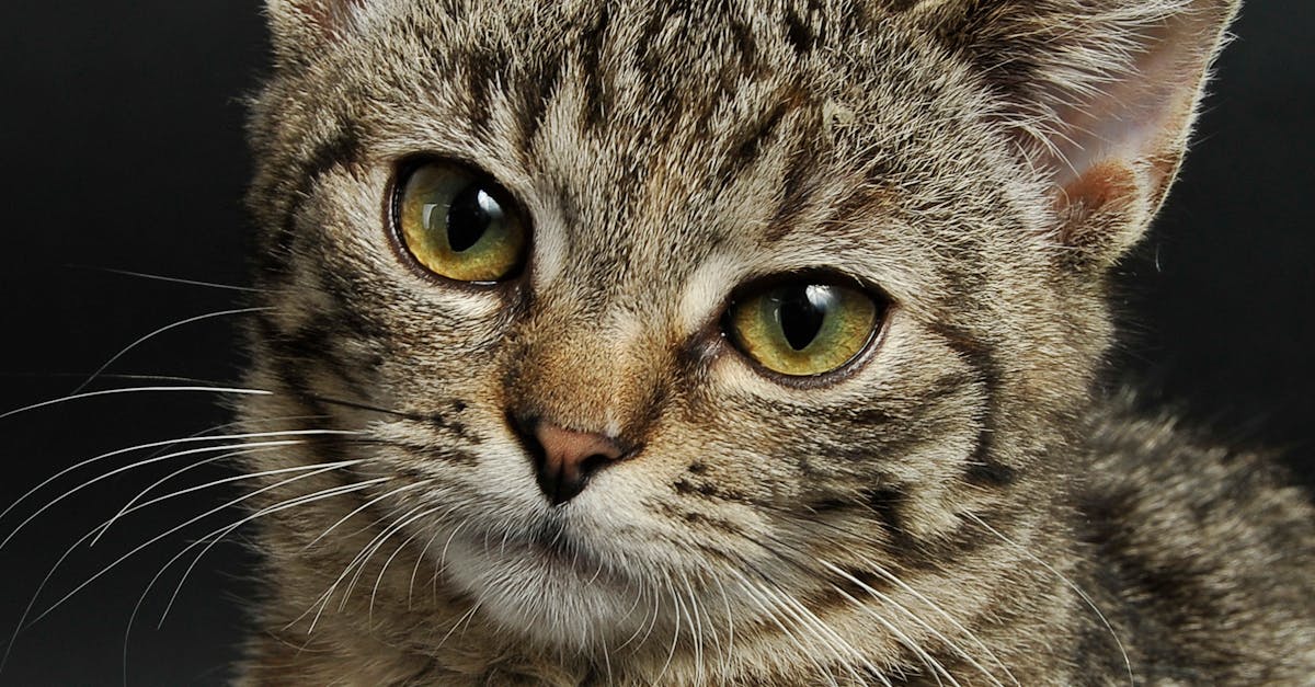Ist eine 12-jährige Katze geriatrisch?