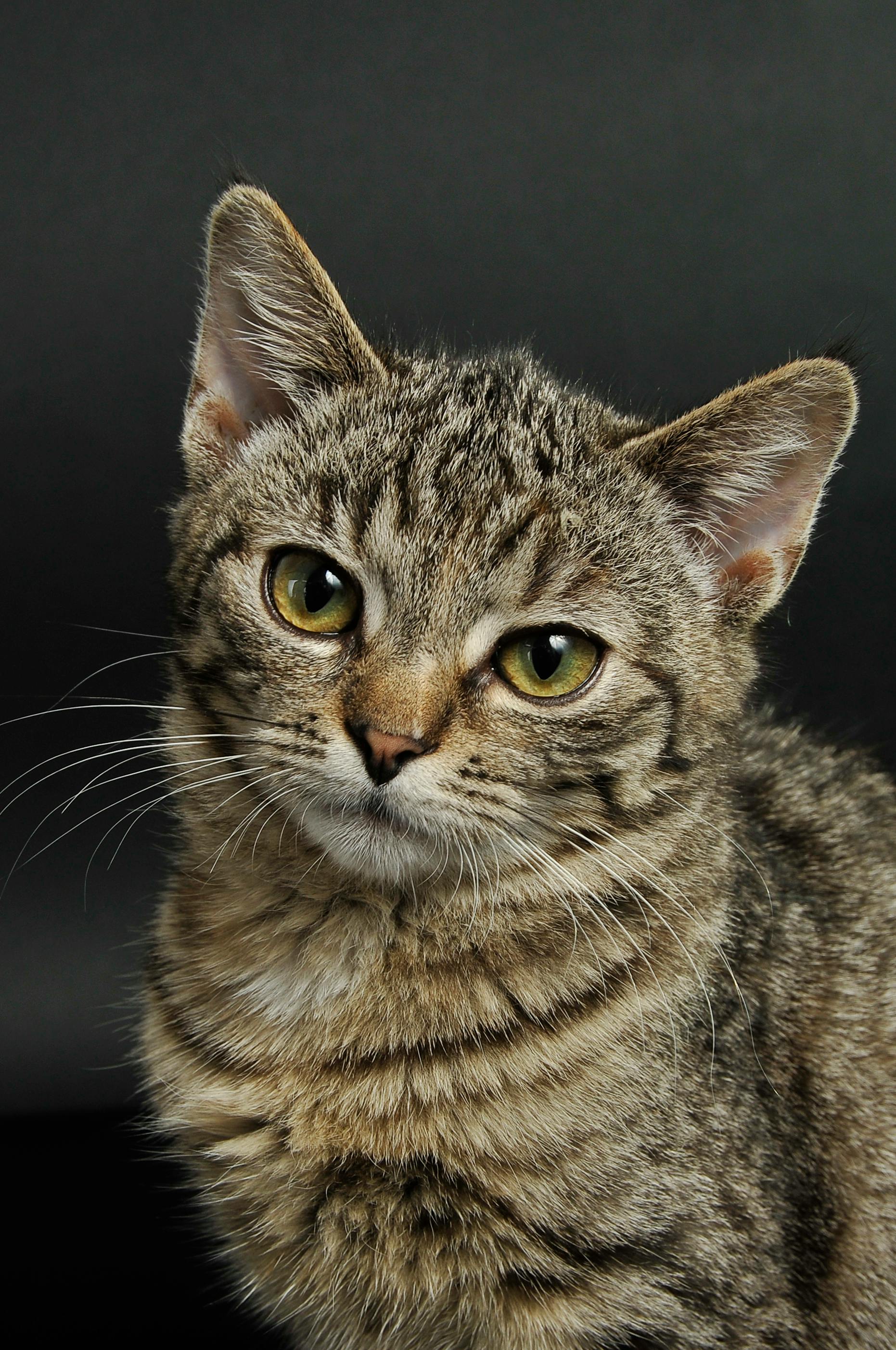 Brown Tabby Cat · Free Stock Photo