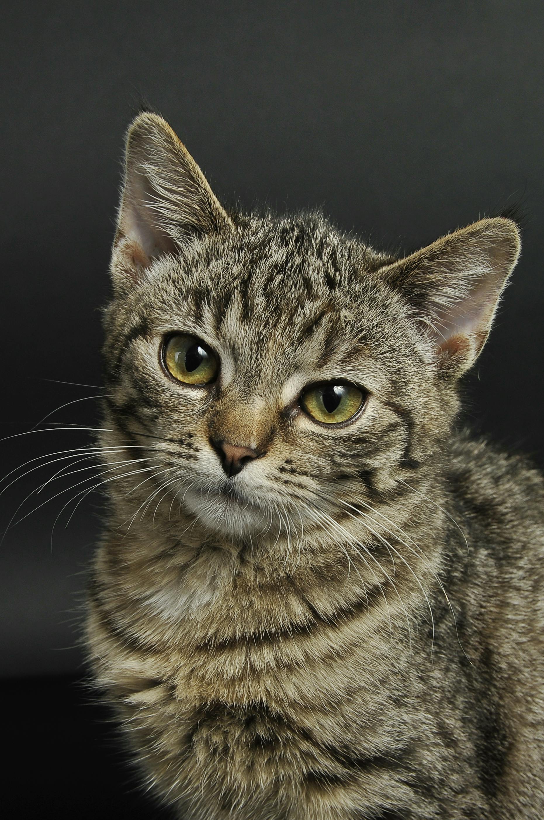 Brown Tabby Cat \u00b7 Free Stock Photo