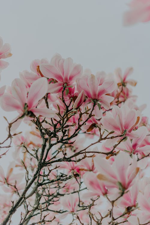A pink flower tree with pink petals