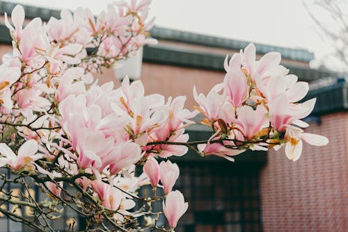 A pink flower blooms in front of a brick building