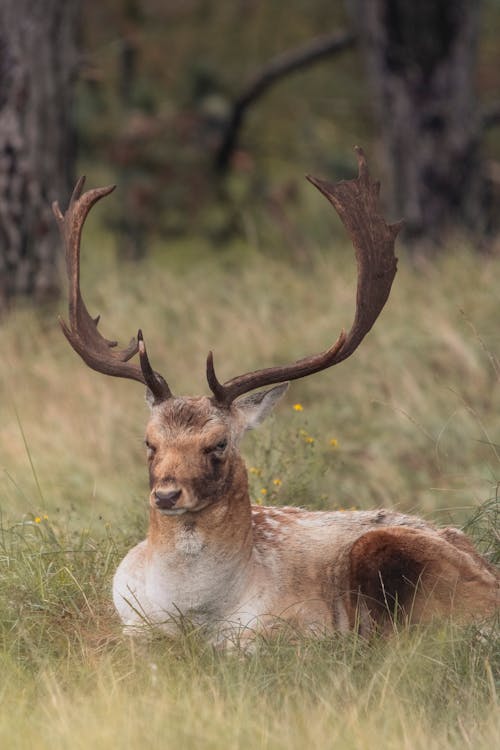 Portrait of a deer