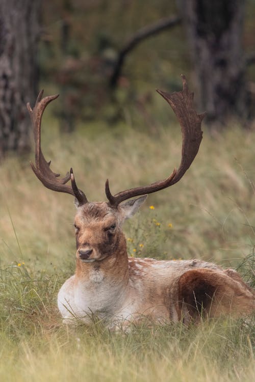 Immagine gratuita di alce, animale, caccia