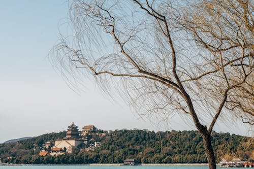 A tree with a view of a castle on a hill