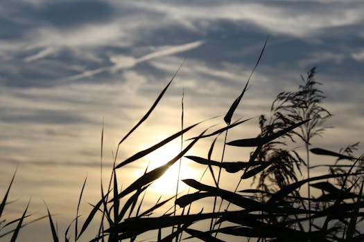 Silhouette Leaf Plant during Sunset