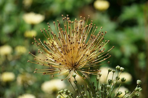 A flower with brown seeds in the center of a green background